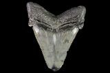Bargain, Angustidens Tooth - Megalodon Ancestor #75263-1